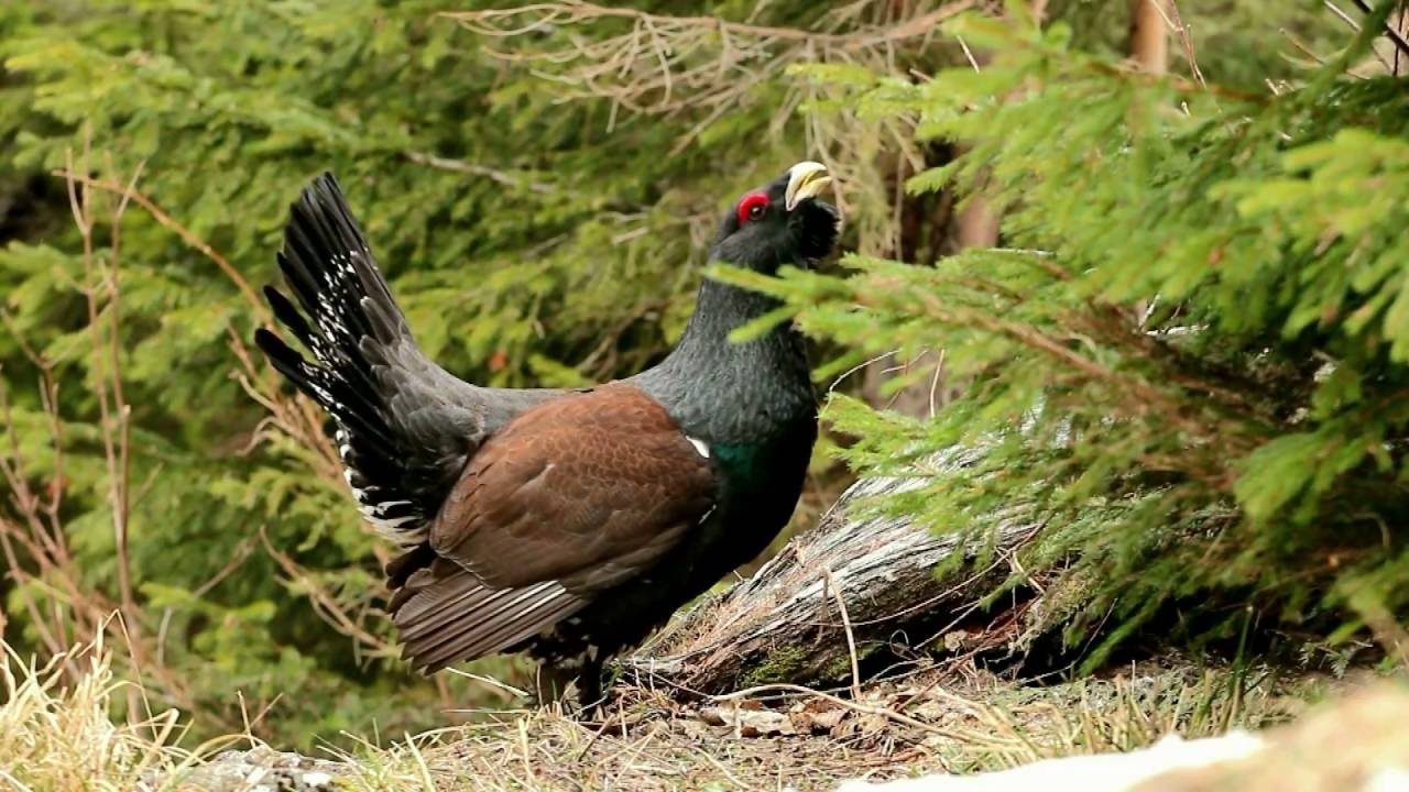 salbaticia din Carpati