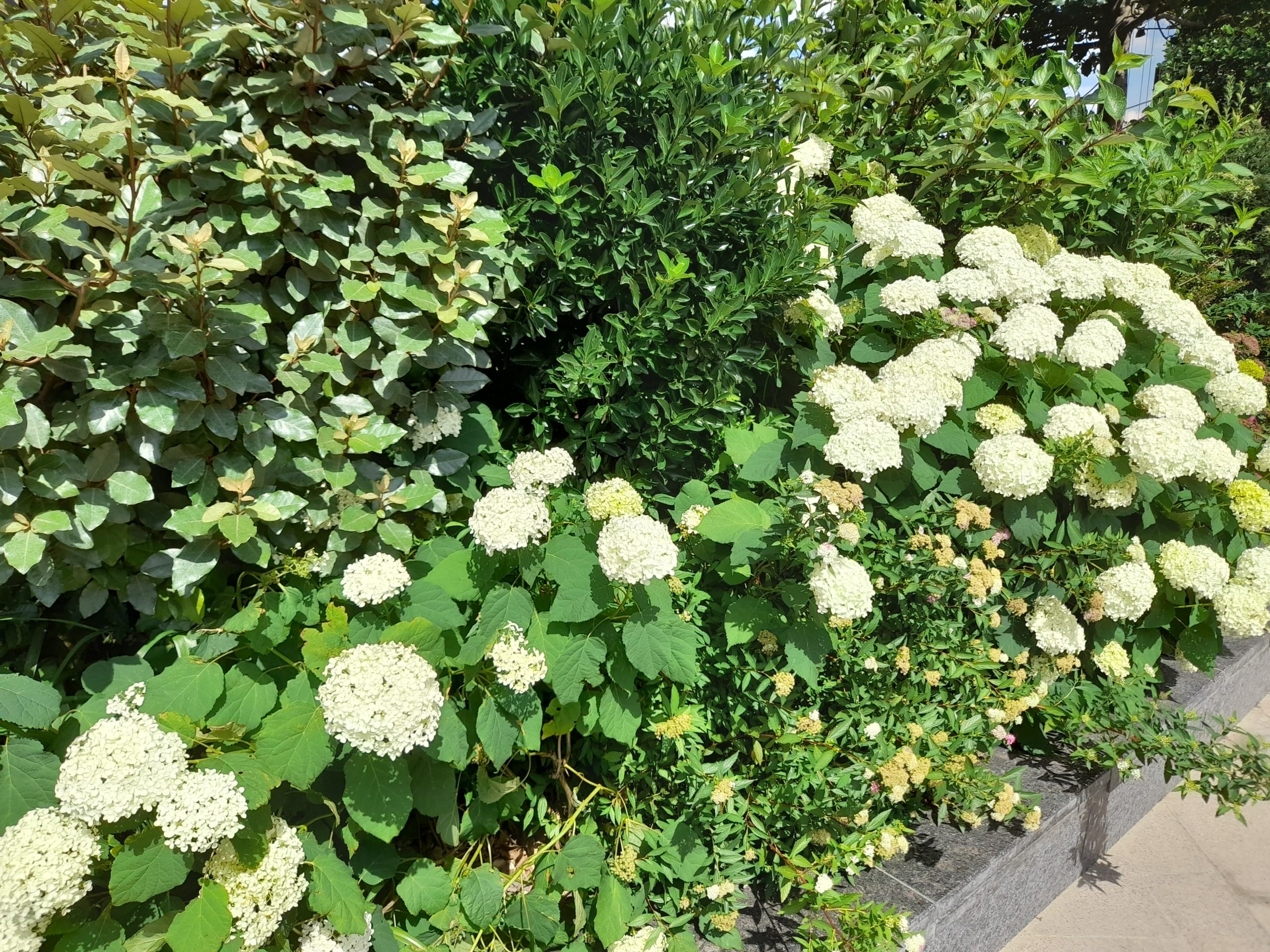 flori mall iulius town (3)