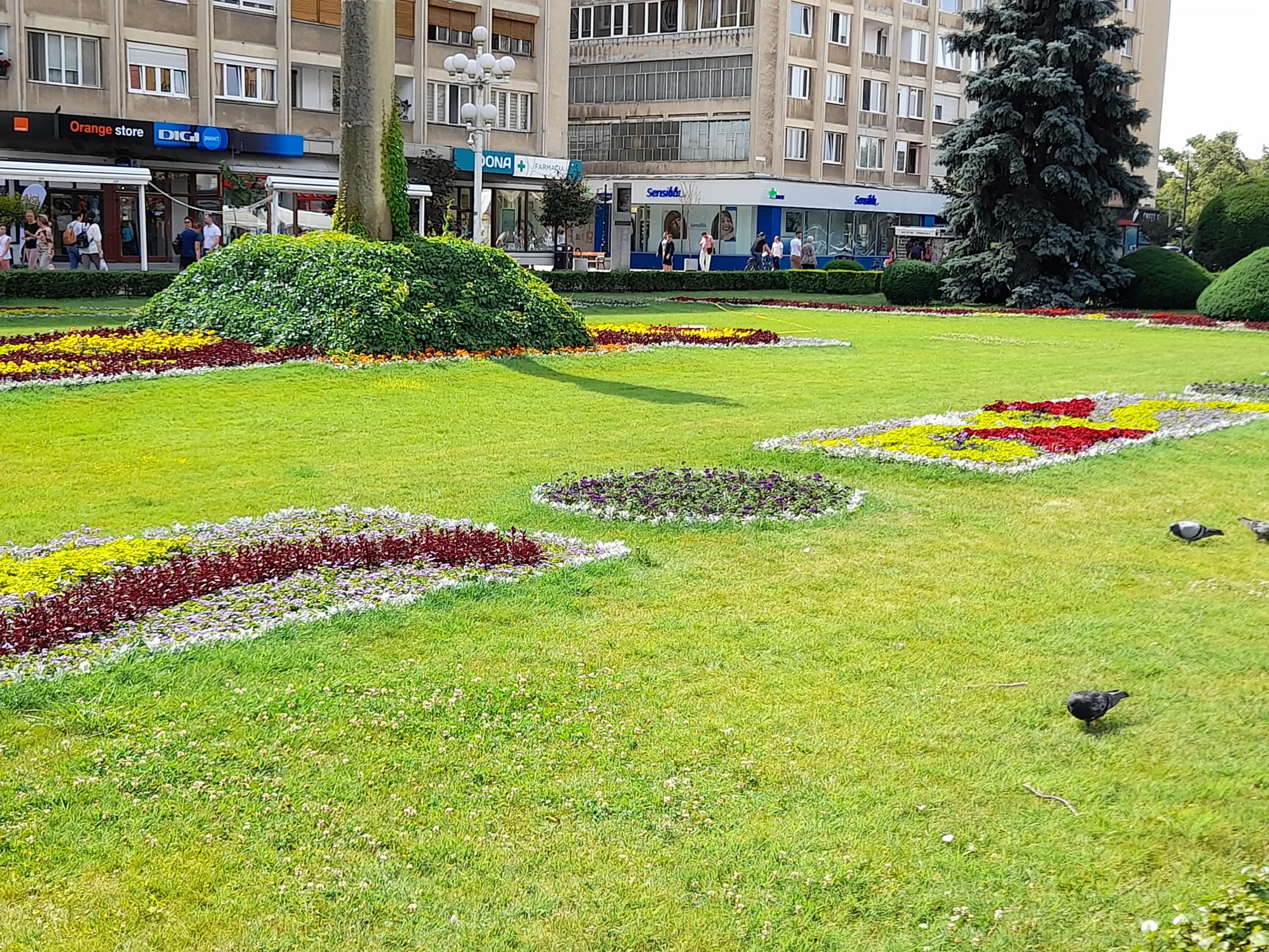 flori piata victoriei (1)