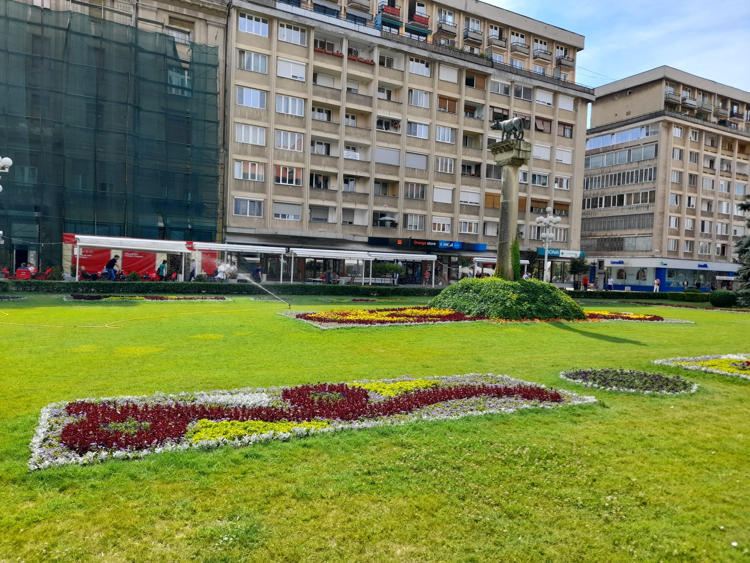 flori piata victoriei (3)