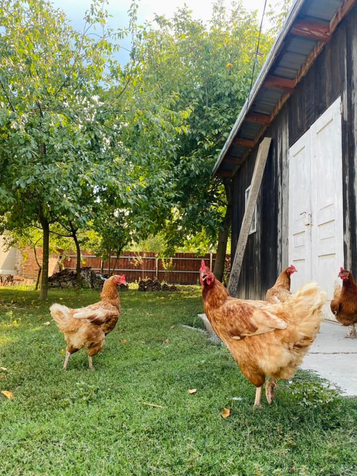 banat brunch gaini curte