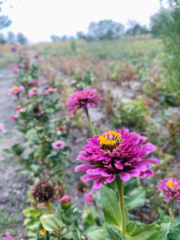 banat brunch flori gradina