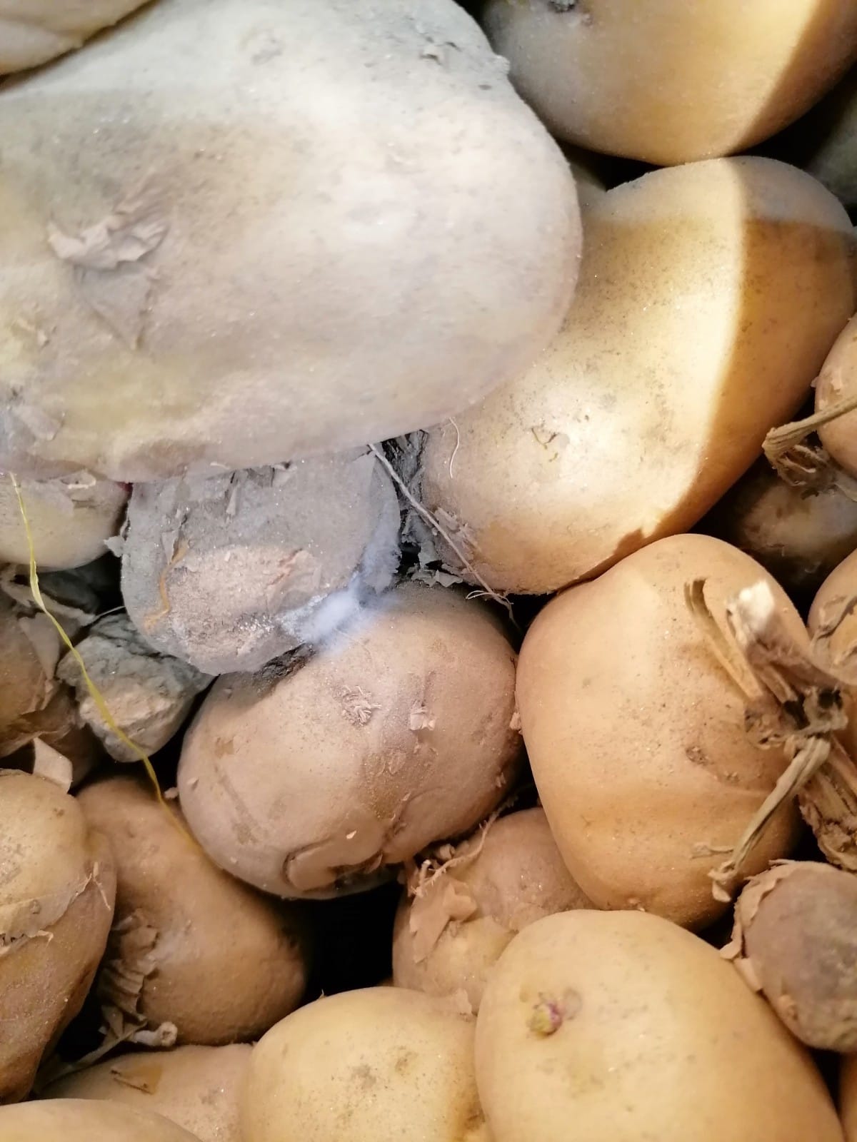 WhatsApp Image 2022-08-24 at 16.31.39 (1)