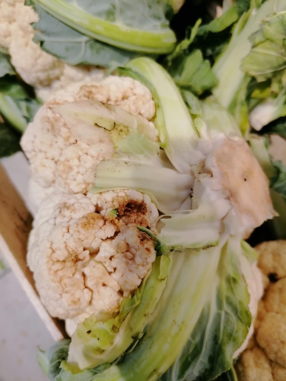 WhatsApp Image 2022-08-24 at 16.31.40