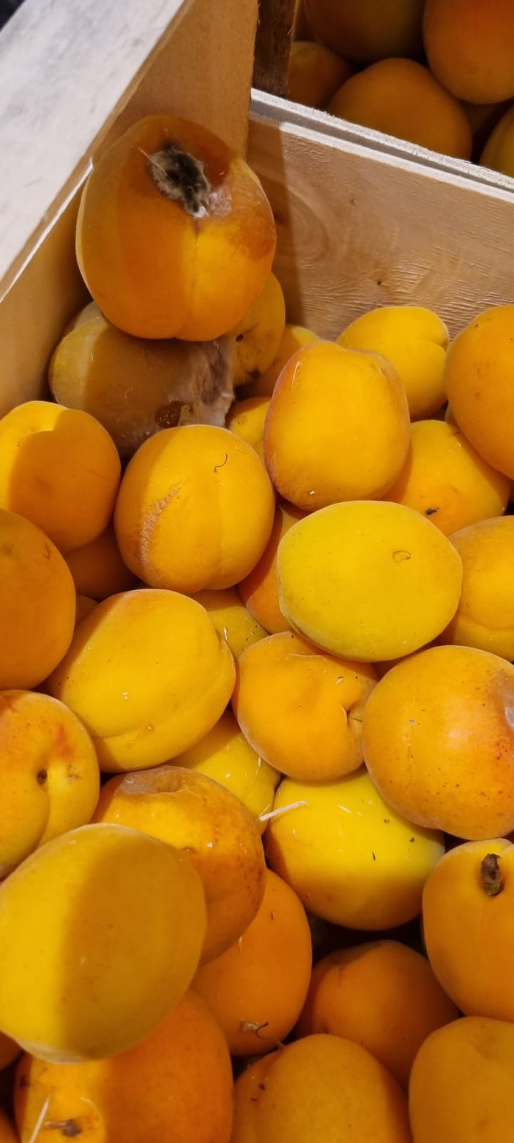 WhatsApp Image 2022-08-24 at 16.32.08