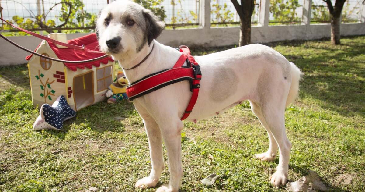 Timișoara: Mega-târg de adopții pentru animale în căutarea unui cămin iubitor! Timișoara: Mega-târg de adopții pentru animale în căutarea unui cămin iubitor!