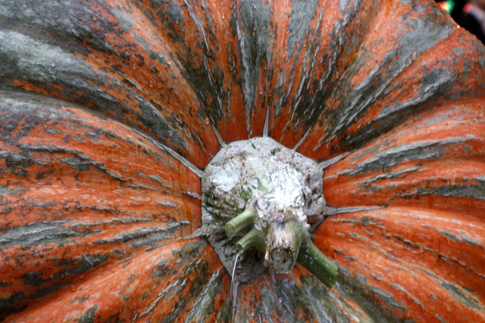 Festivalul Dovleacului de la Kikinda 2022 (46)