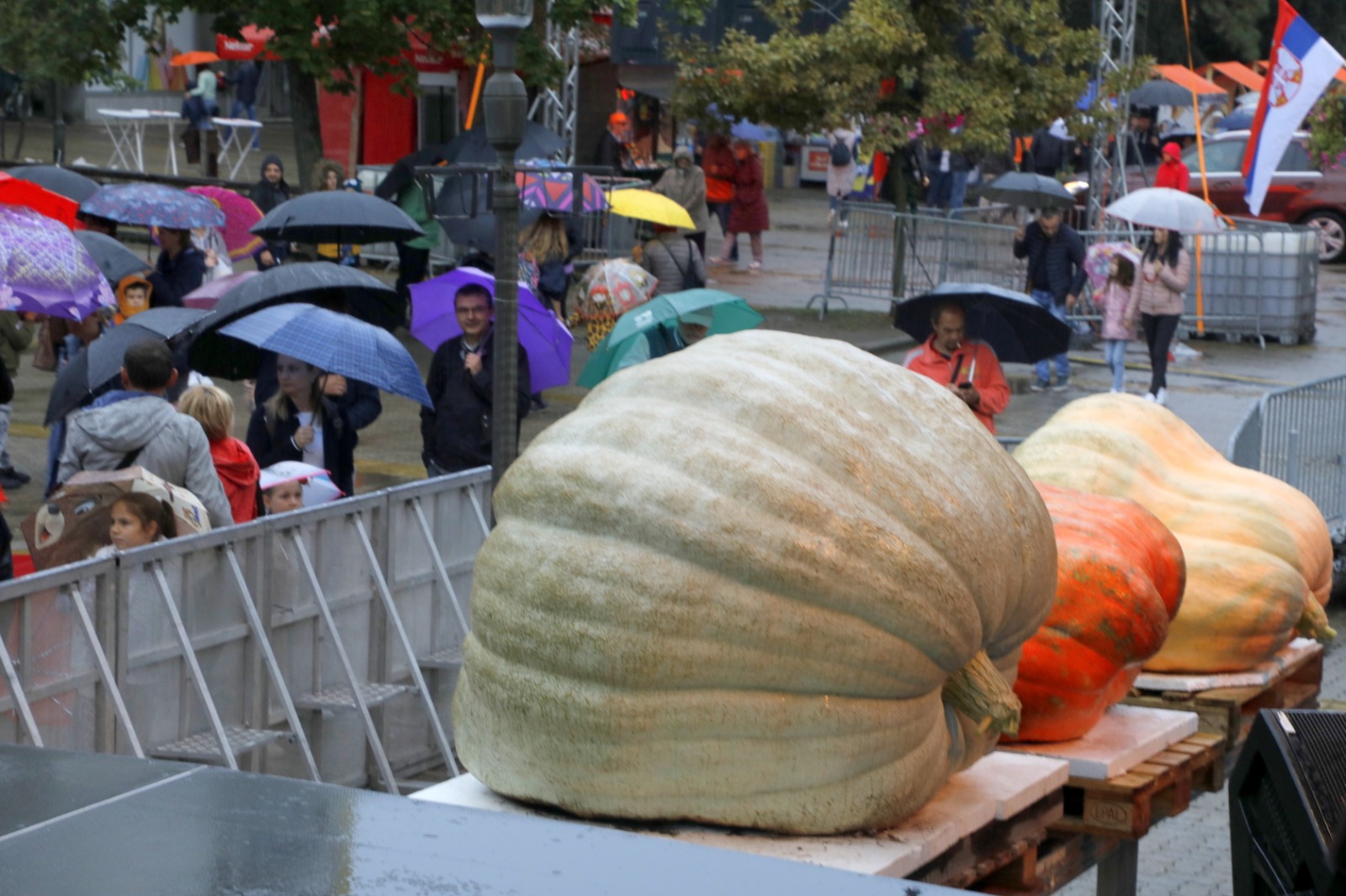 Festivalul Dovleacului de la Kikinda 2022 (48)