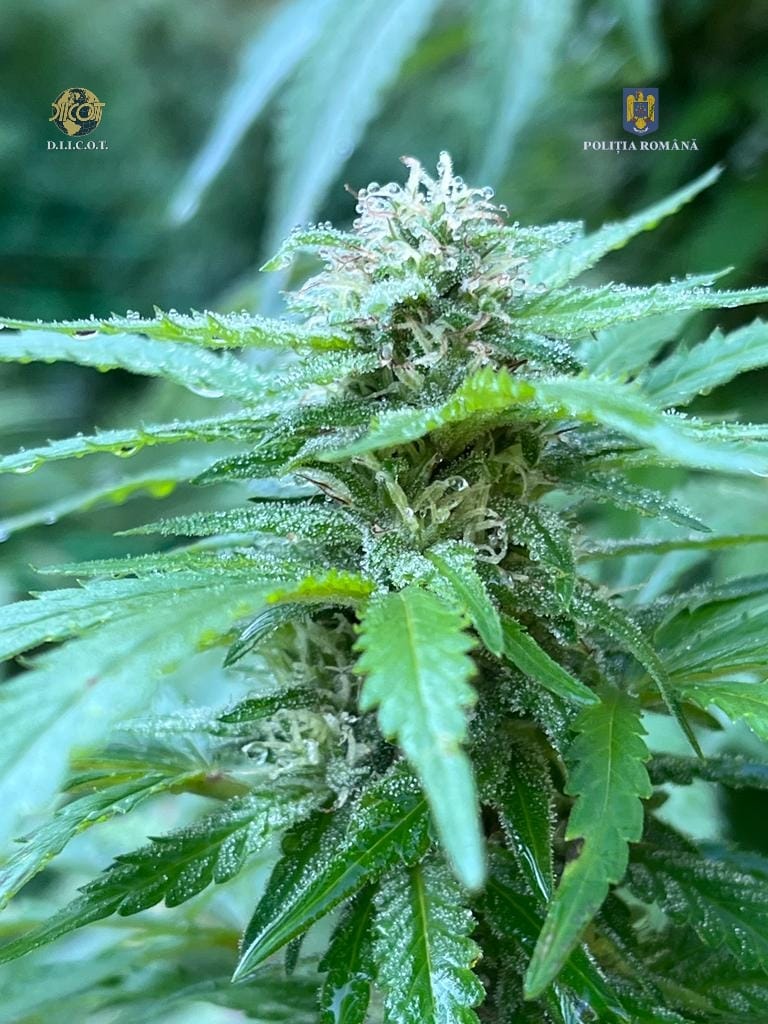 droguri iarba marijuana canabis (1)