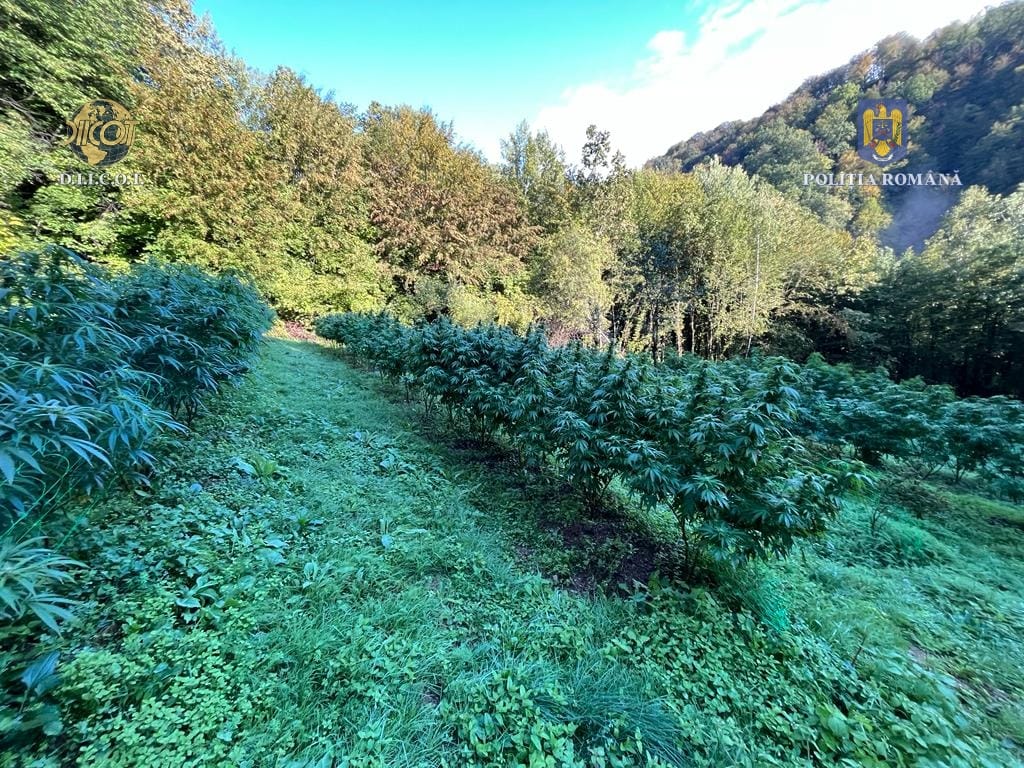 droguri iarba marijuana canabis (3)