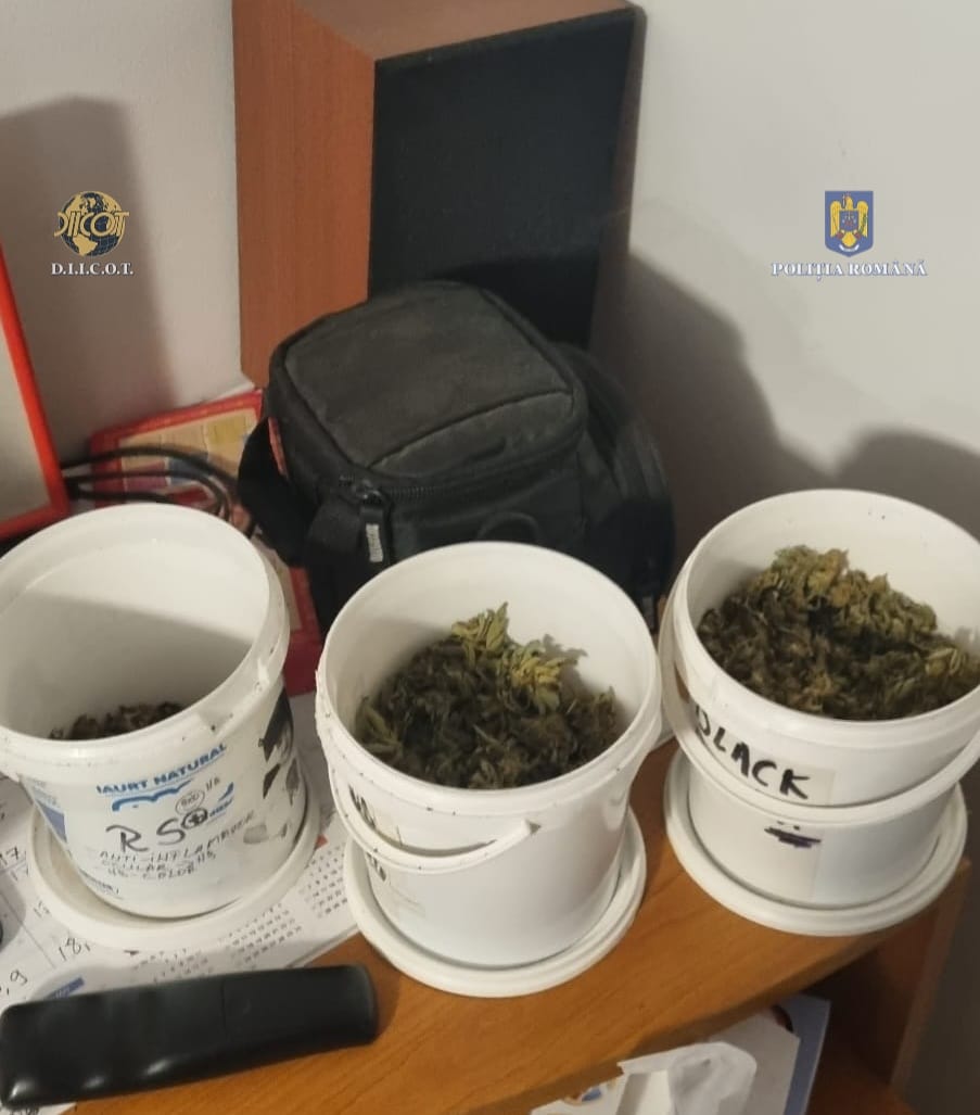droguri iarba marijuana canabis (4)