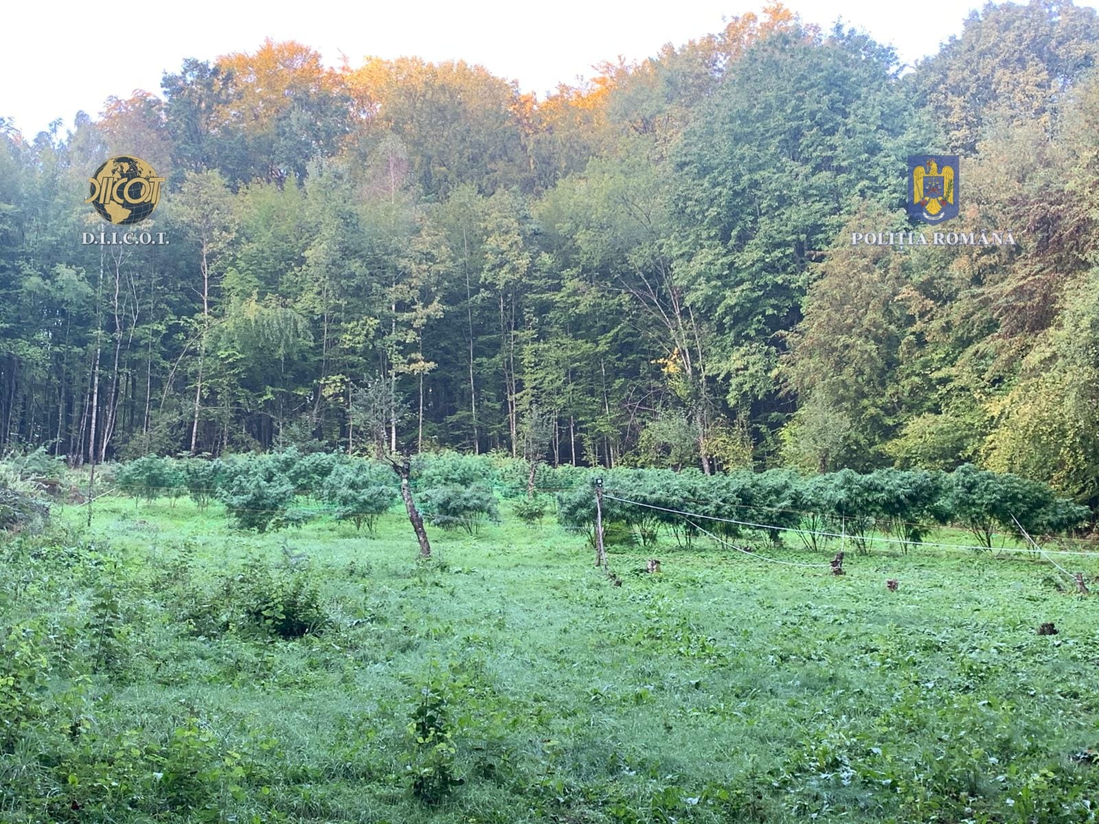 droguri iarba marijuana canabis (5)