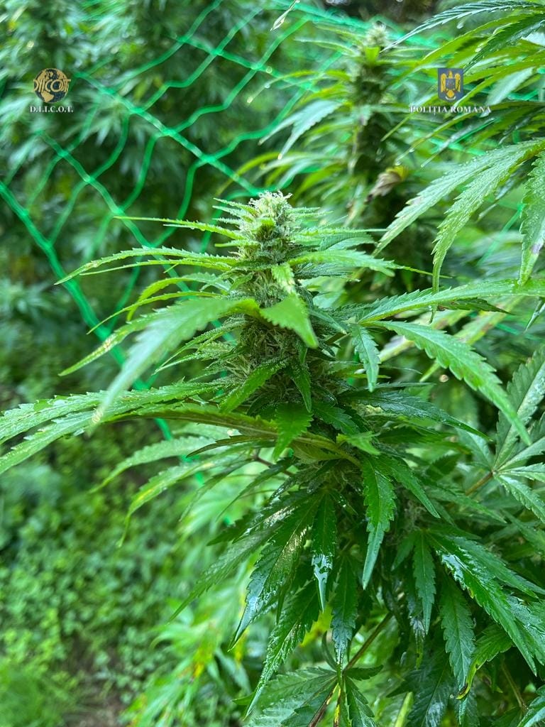 droguri iarba marijuana canabis (7)
