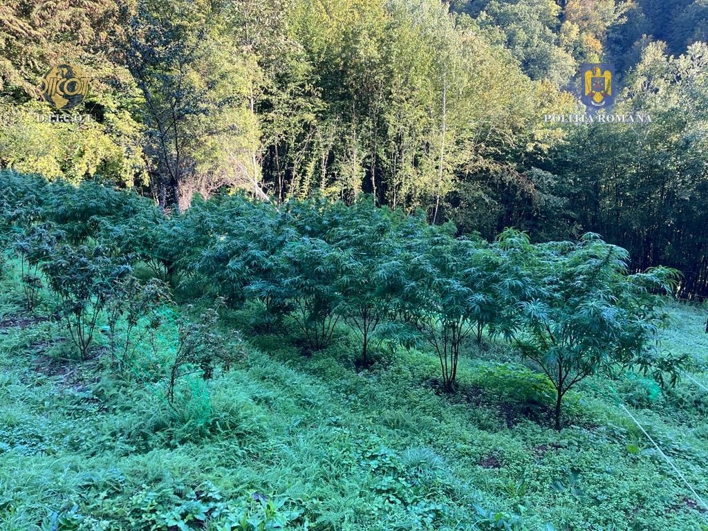 droguri iarba marijuana canabis (9)