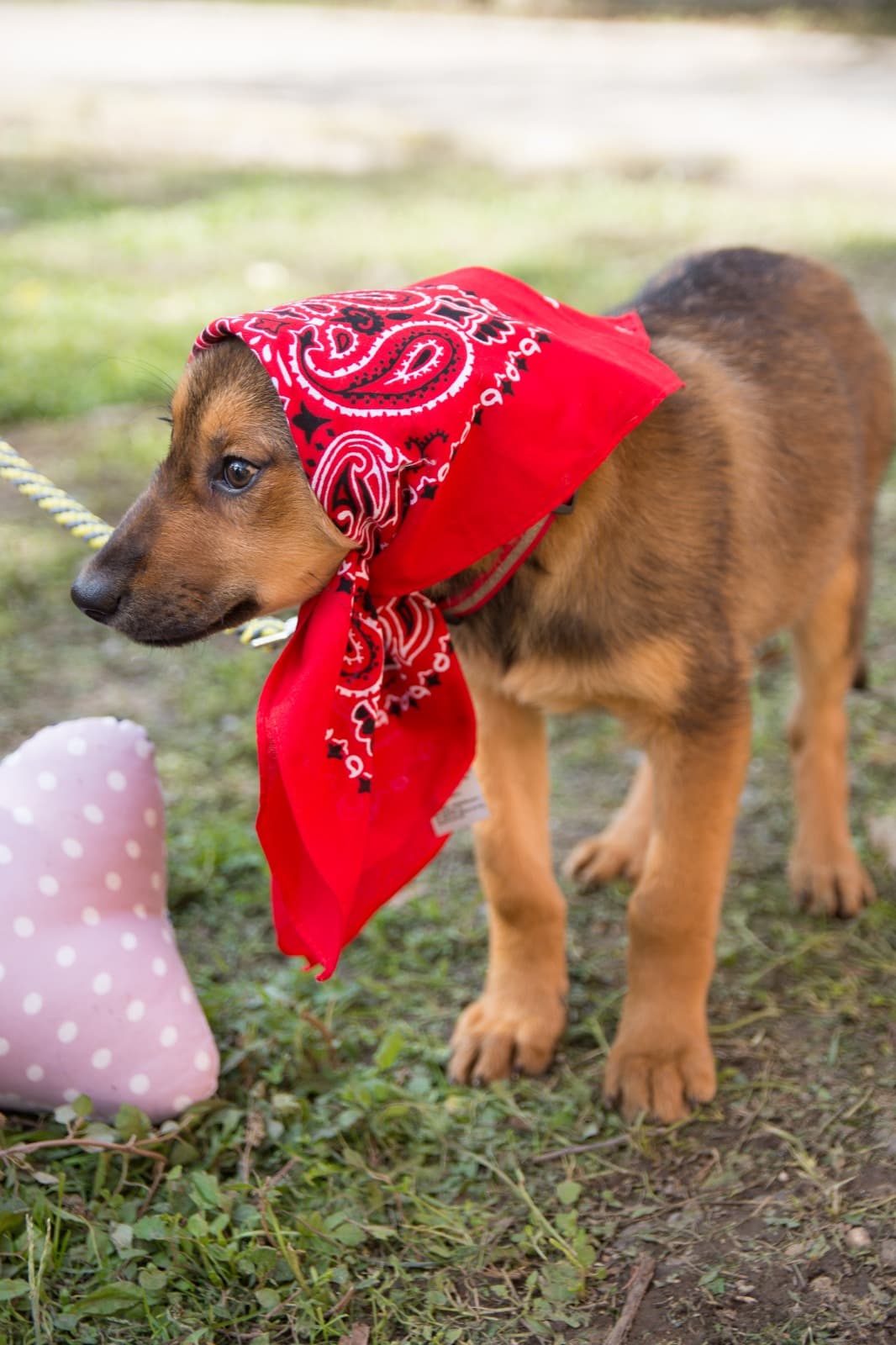 caini caine catel adoptii adoptie (3)