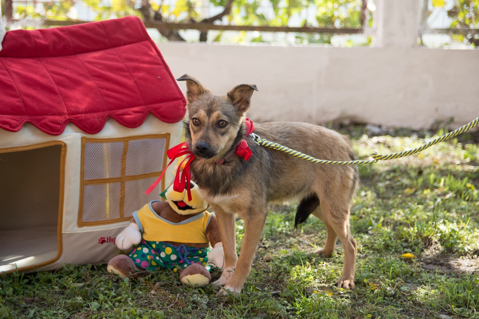 caini caine catel adoptii adoptie (4)