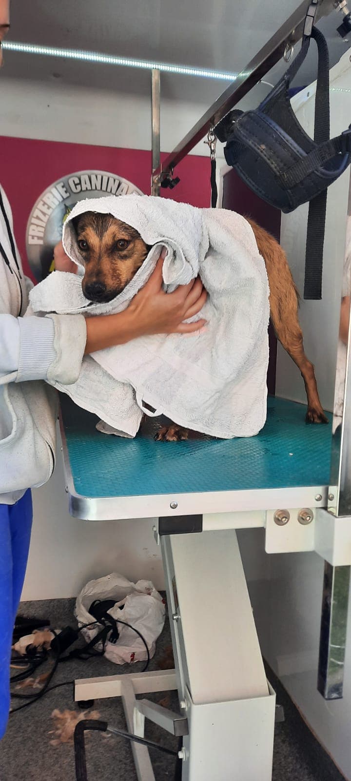 caini caine catel adoptii adoptie (6)