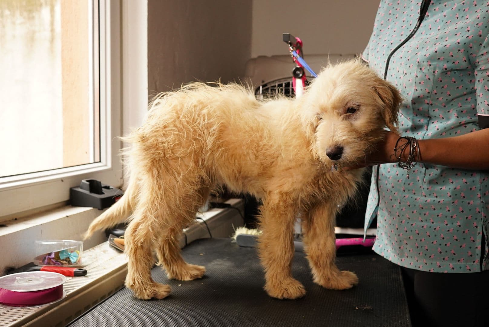 caini caine catel adoptii adoptie (7)