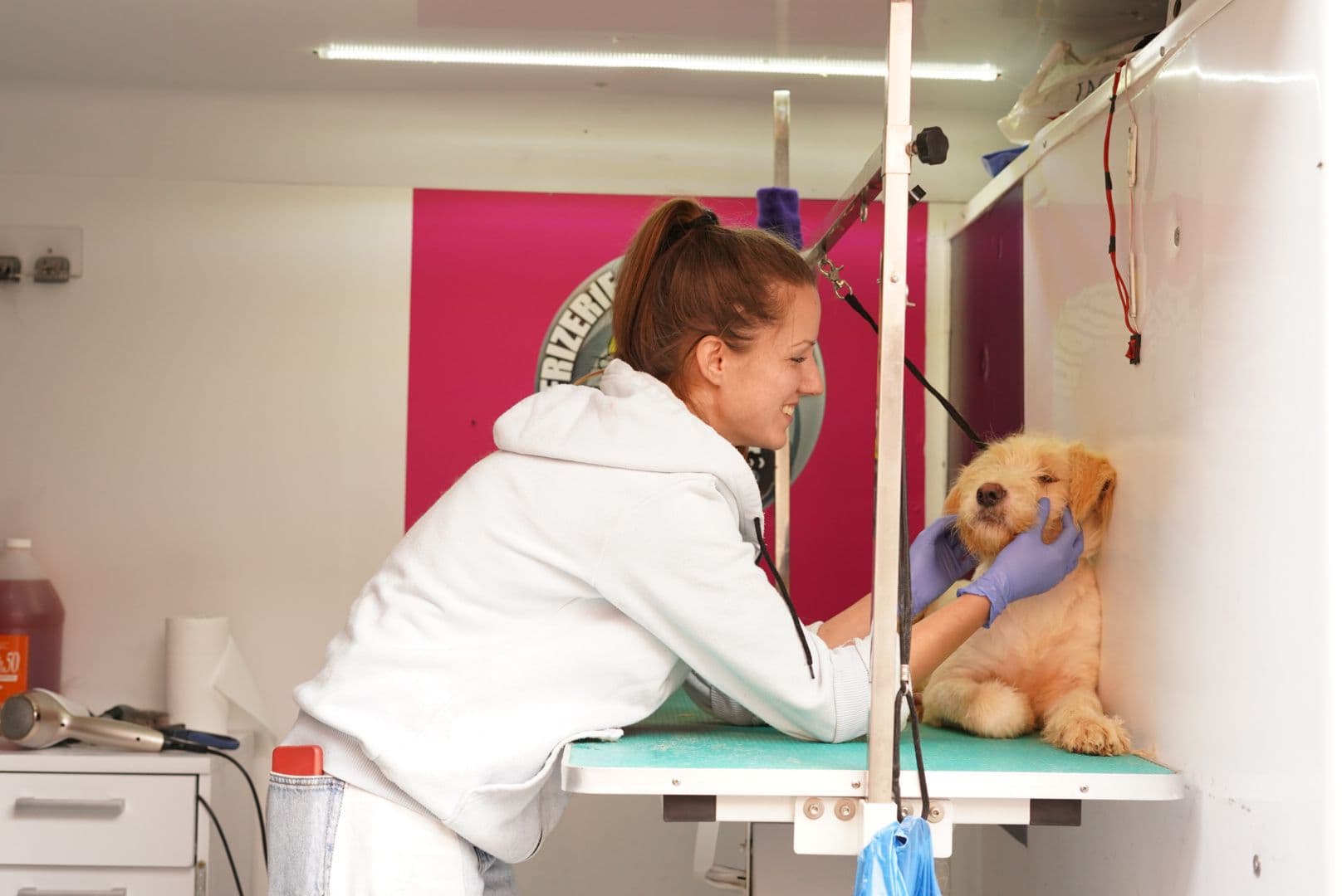 caini caine catel adoptii adoptie (9)