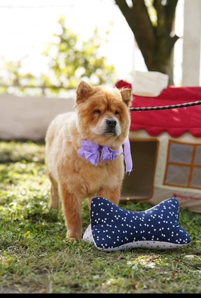 caini caine catel adoptii adoptie (10)