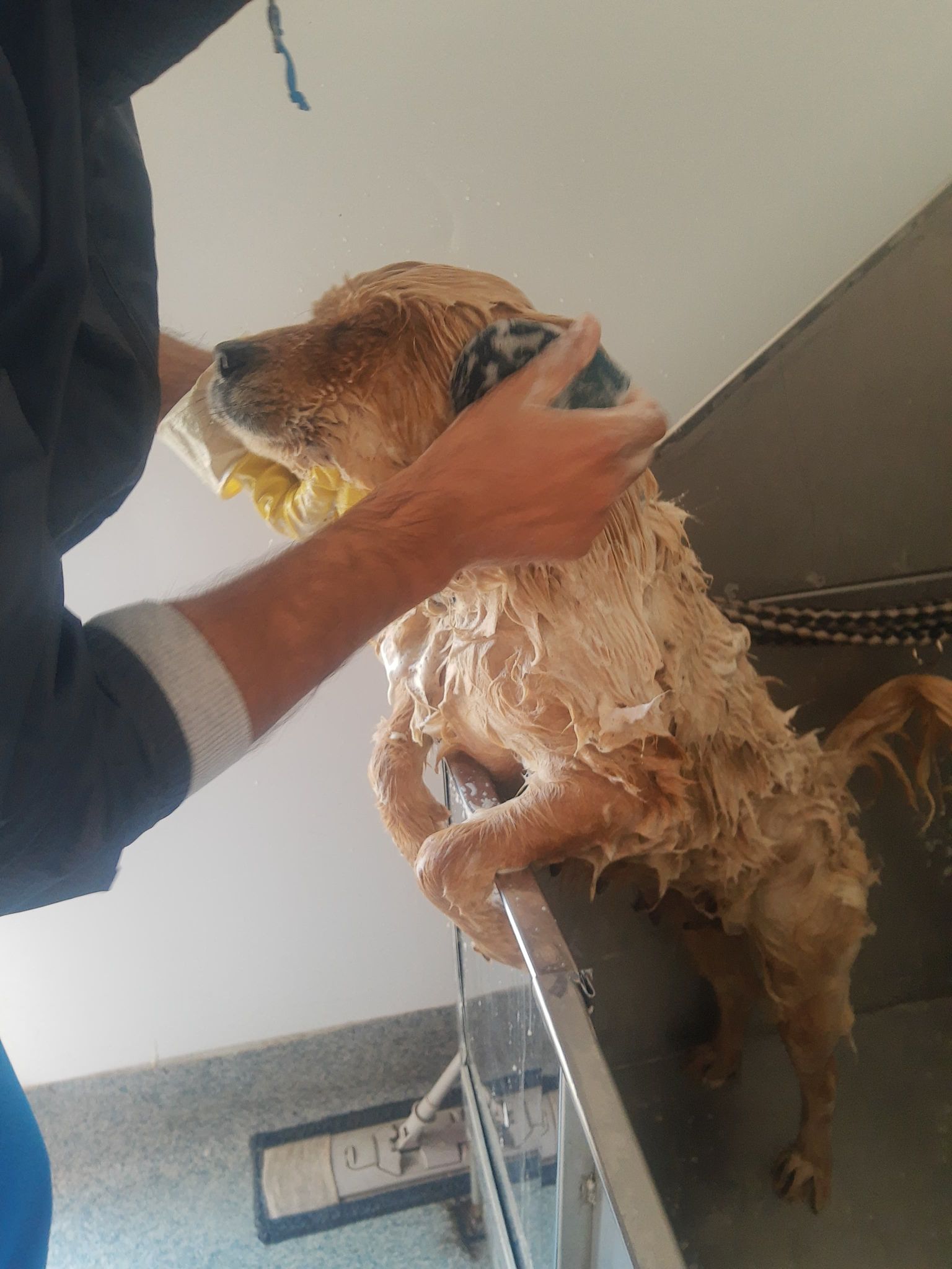 caini caine catel adoptii adoptie (12)