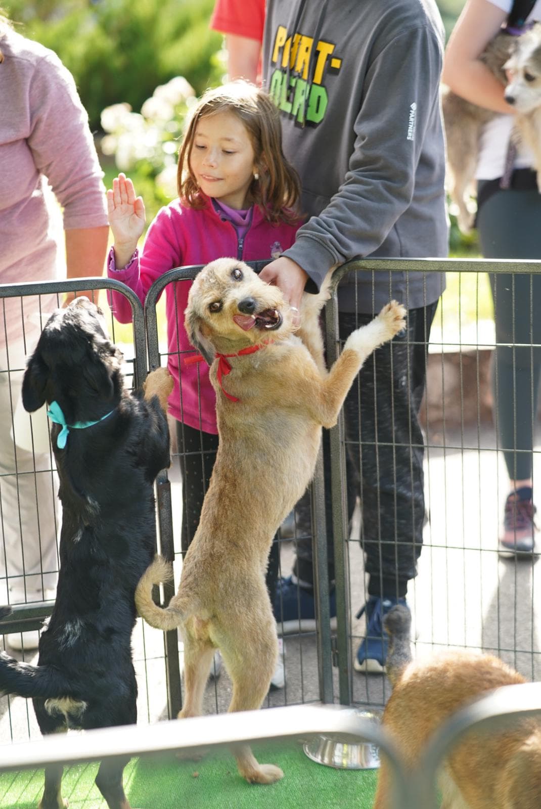 caini caine catel adoptii adoptie (14)