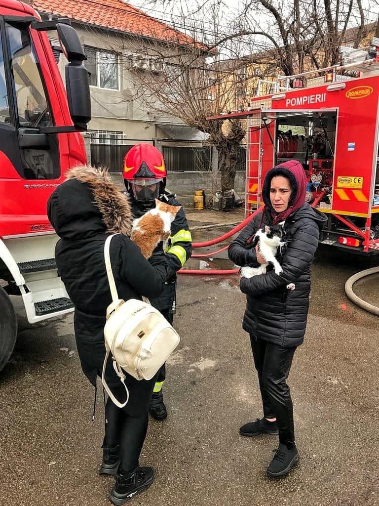 operatiuni salvare animale pompieri (1)