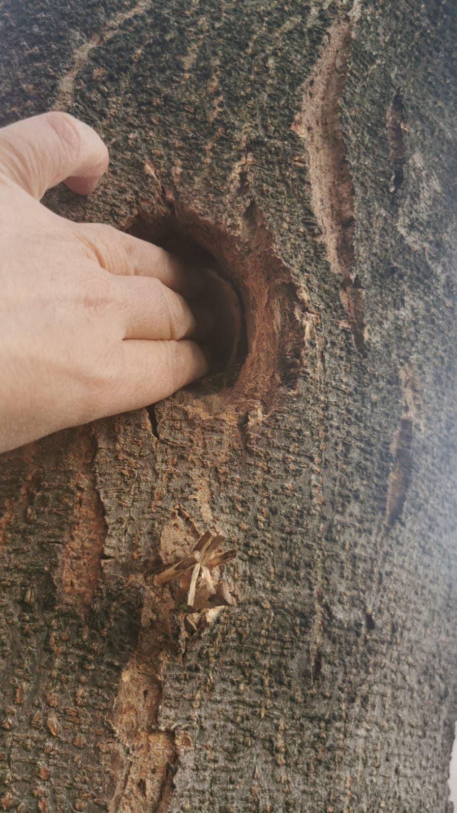 operatiuni salvare animale pompieri (4)