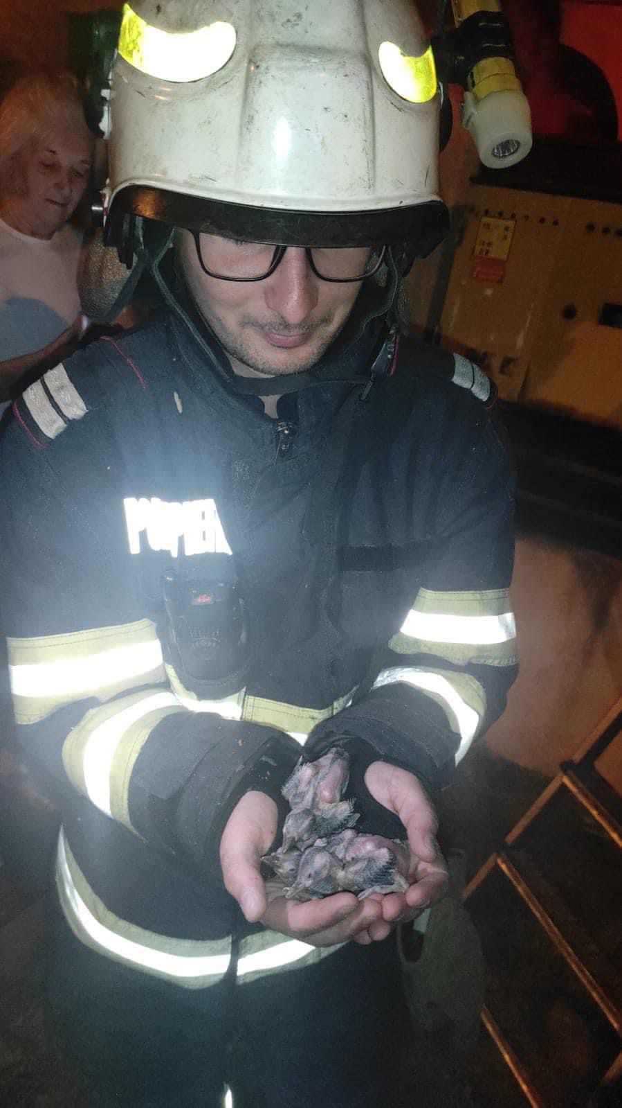 operatiuni salvare animale pompieri (5)