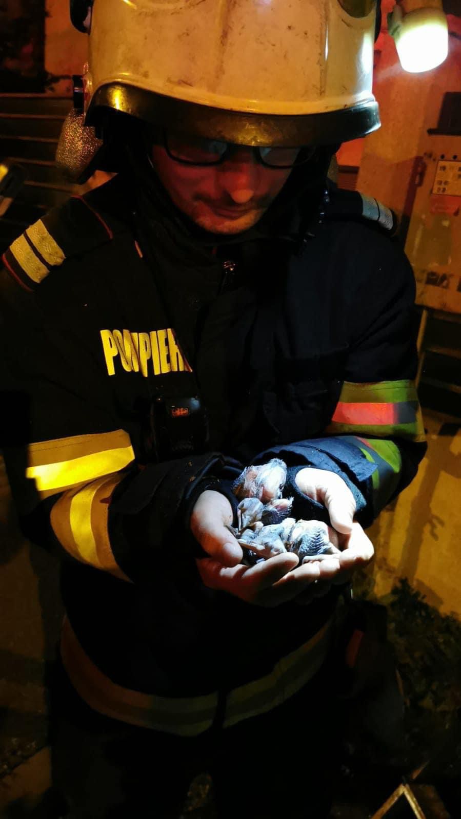 operatiuni salvare animale pompieri (8)