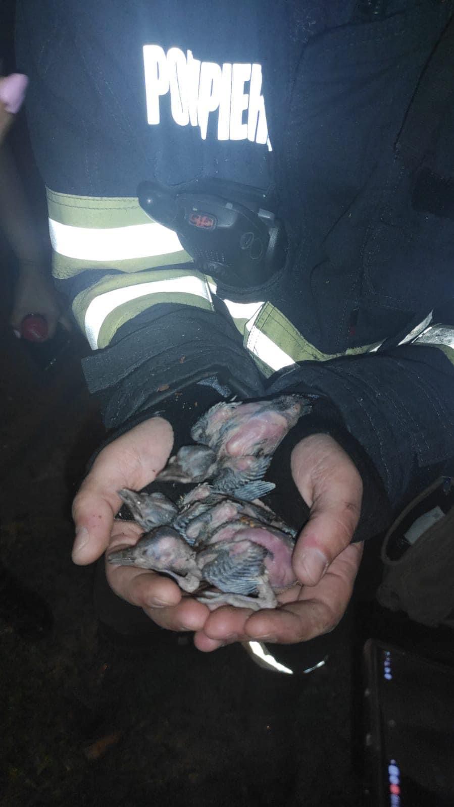 operatiuni salvare animale pompieri (9)