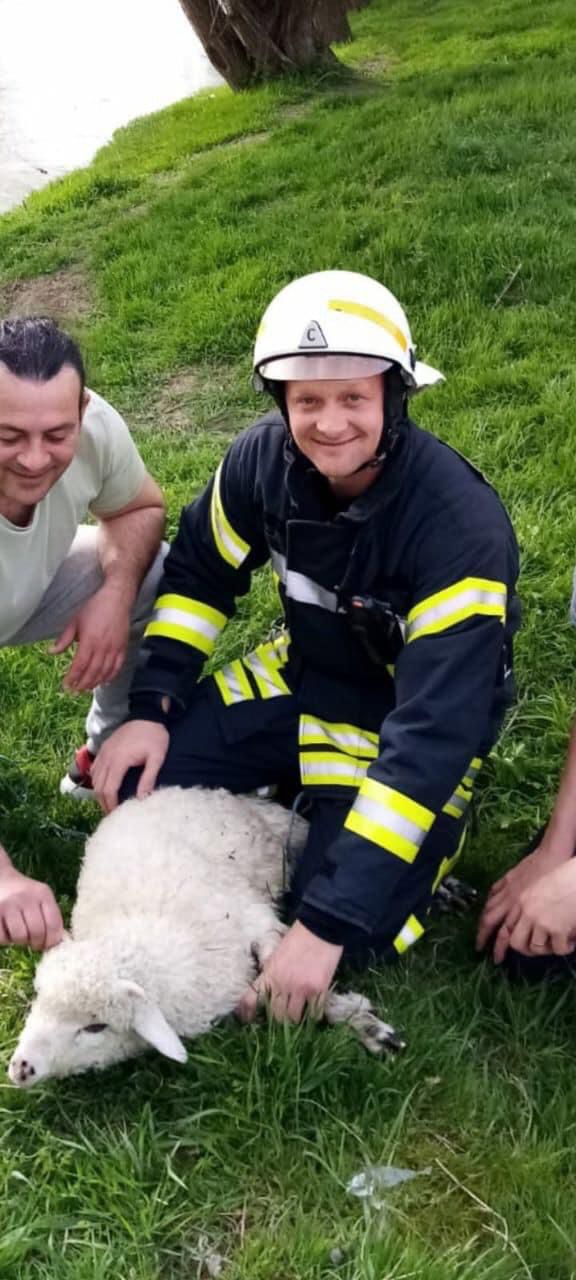operatiuni salvare animale pompieri (10)