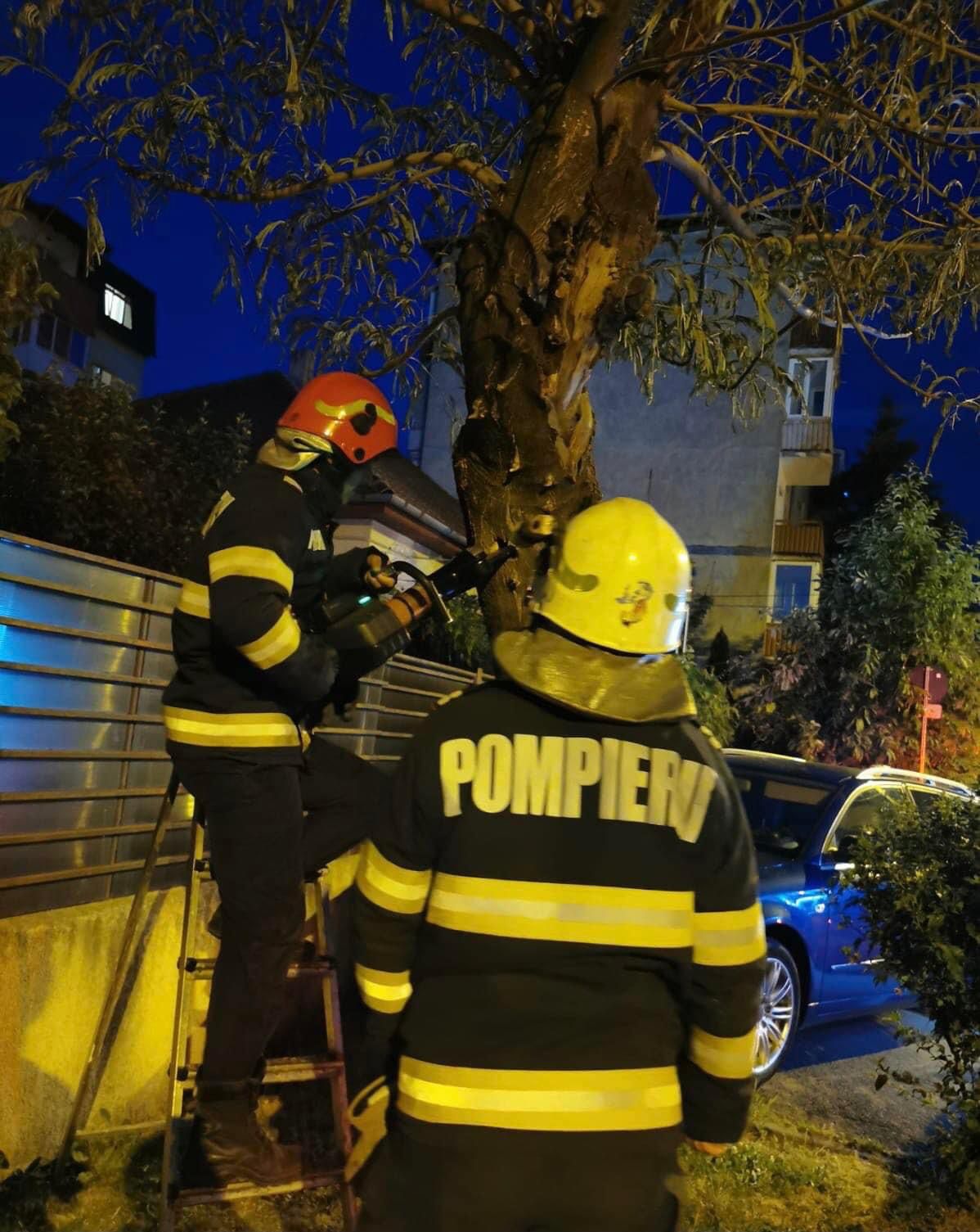 operatiuni salvare animale pompieri (11)