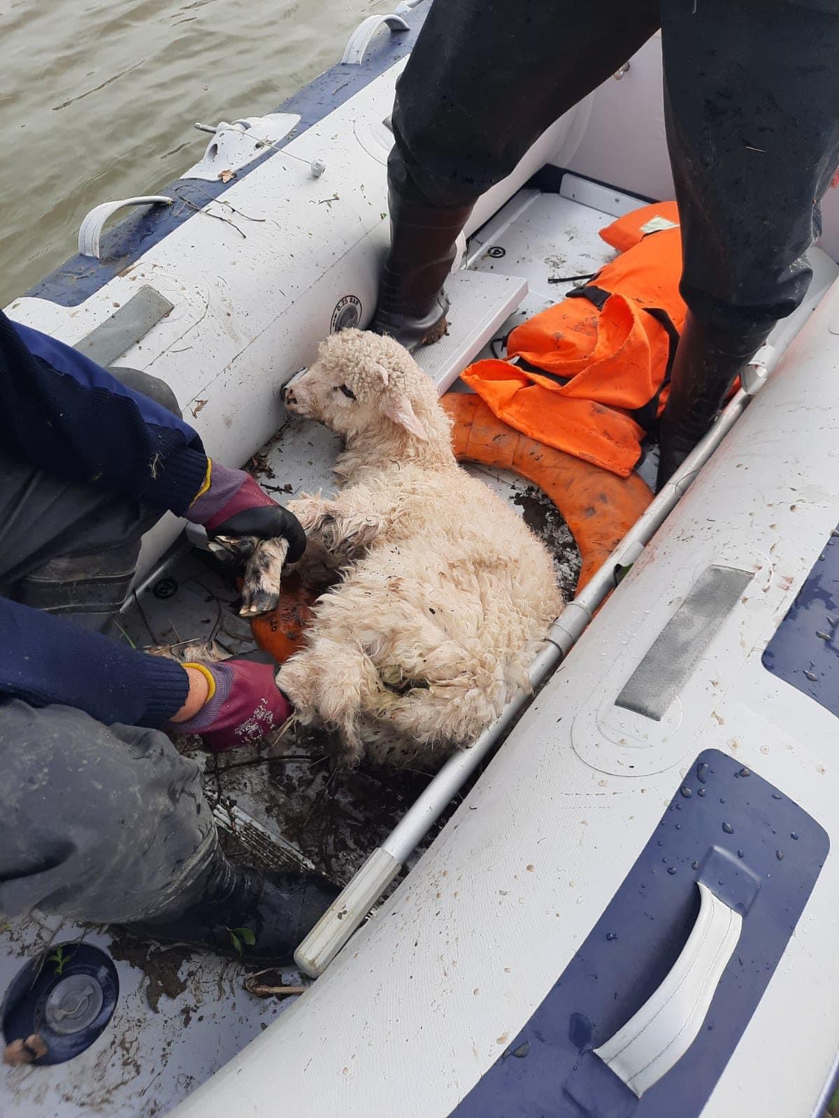 operatiuni salvare animale pompieri (12)