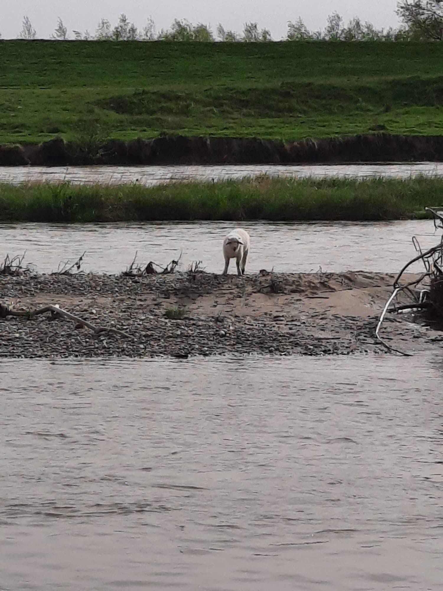 operatiuni salvare animale pompieri (13)