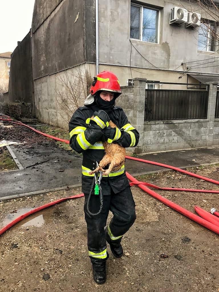 operatiuni salvare animale pompieri (15)