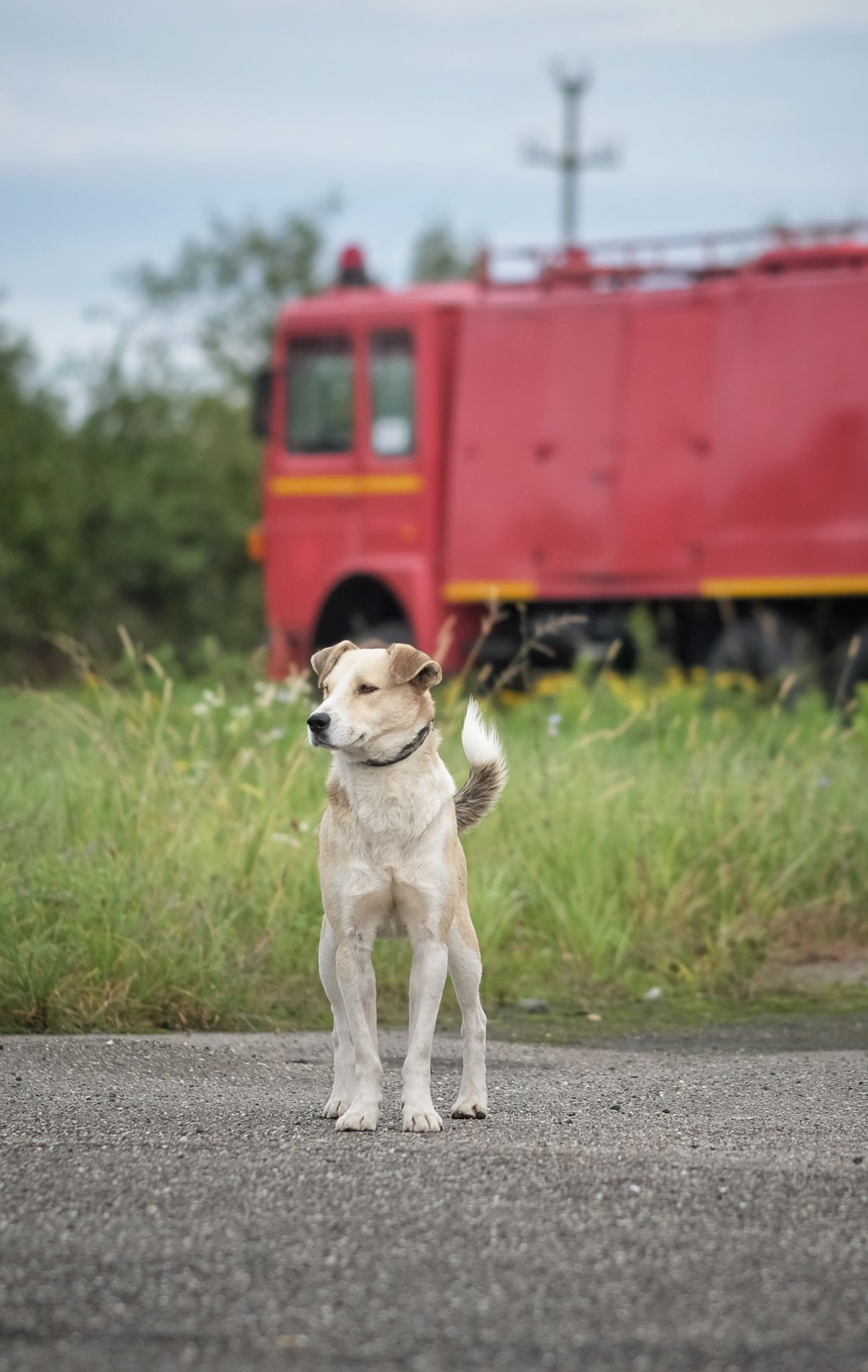 animale salvate pompieri (1)