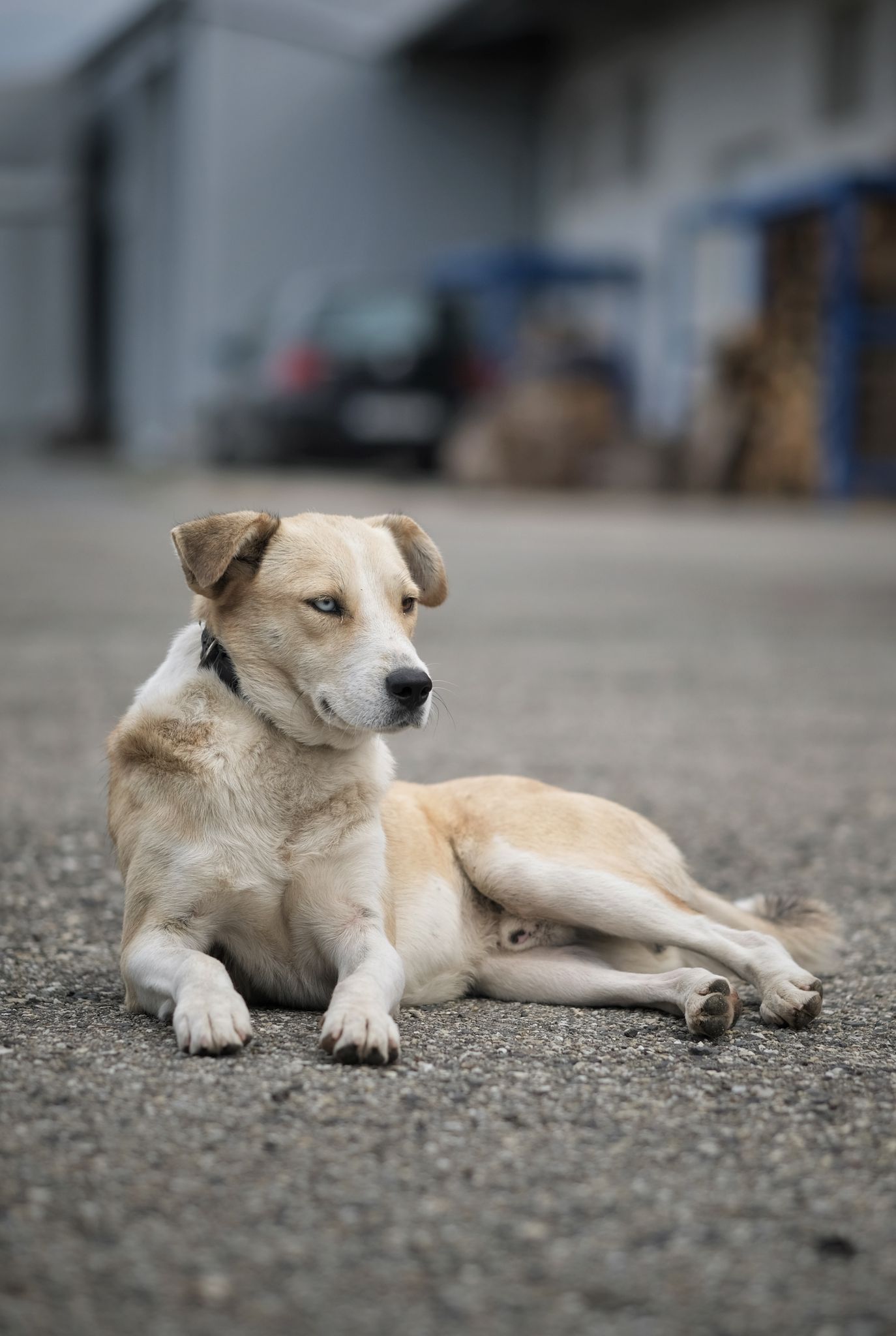 animale salvate pompieri (2)