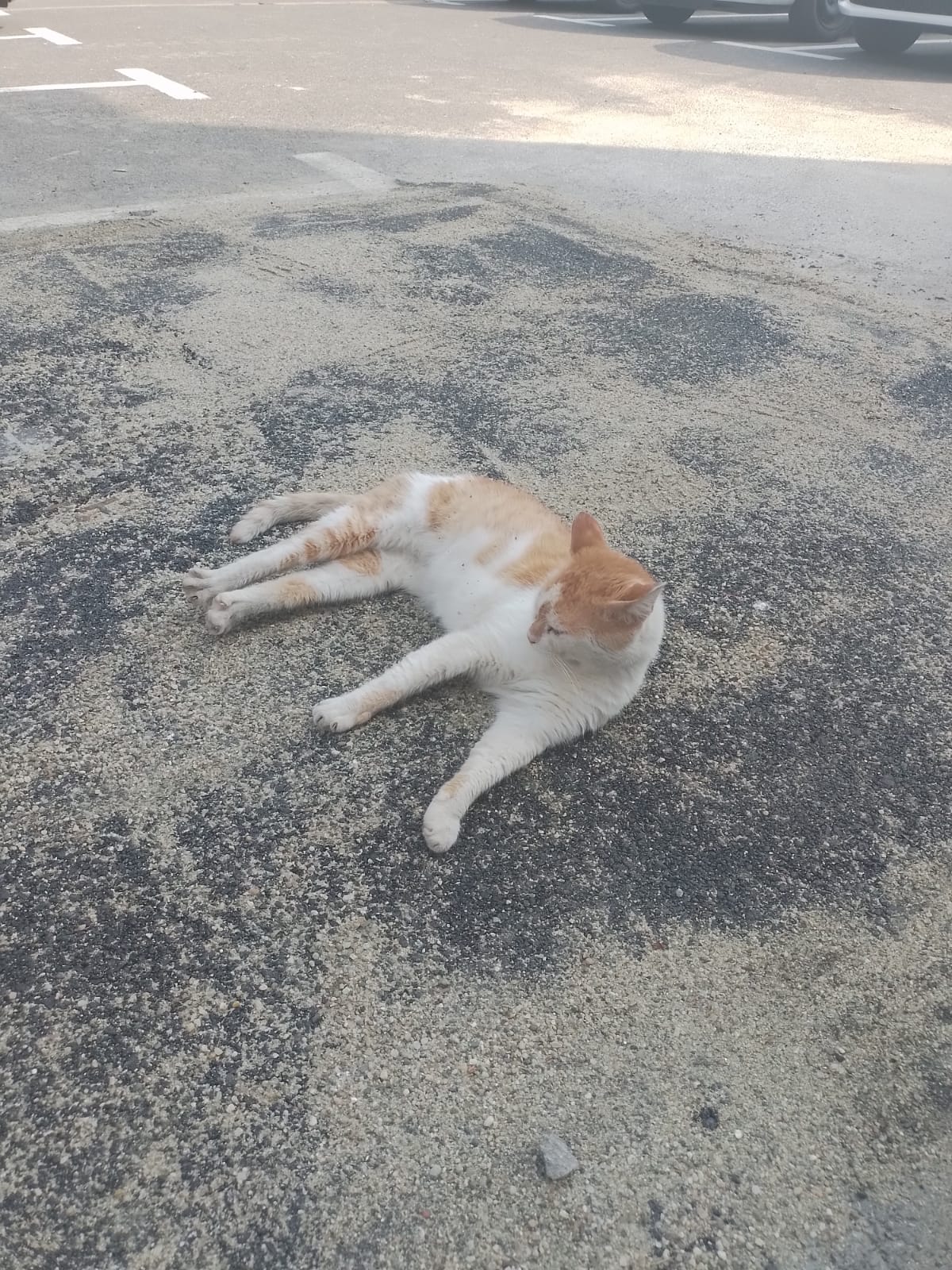 animale salvate pompieri (3)