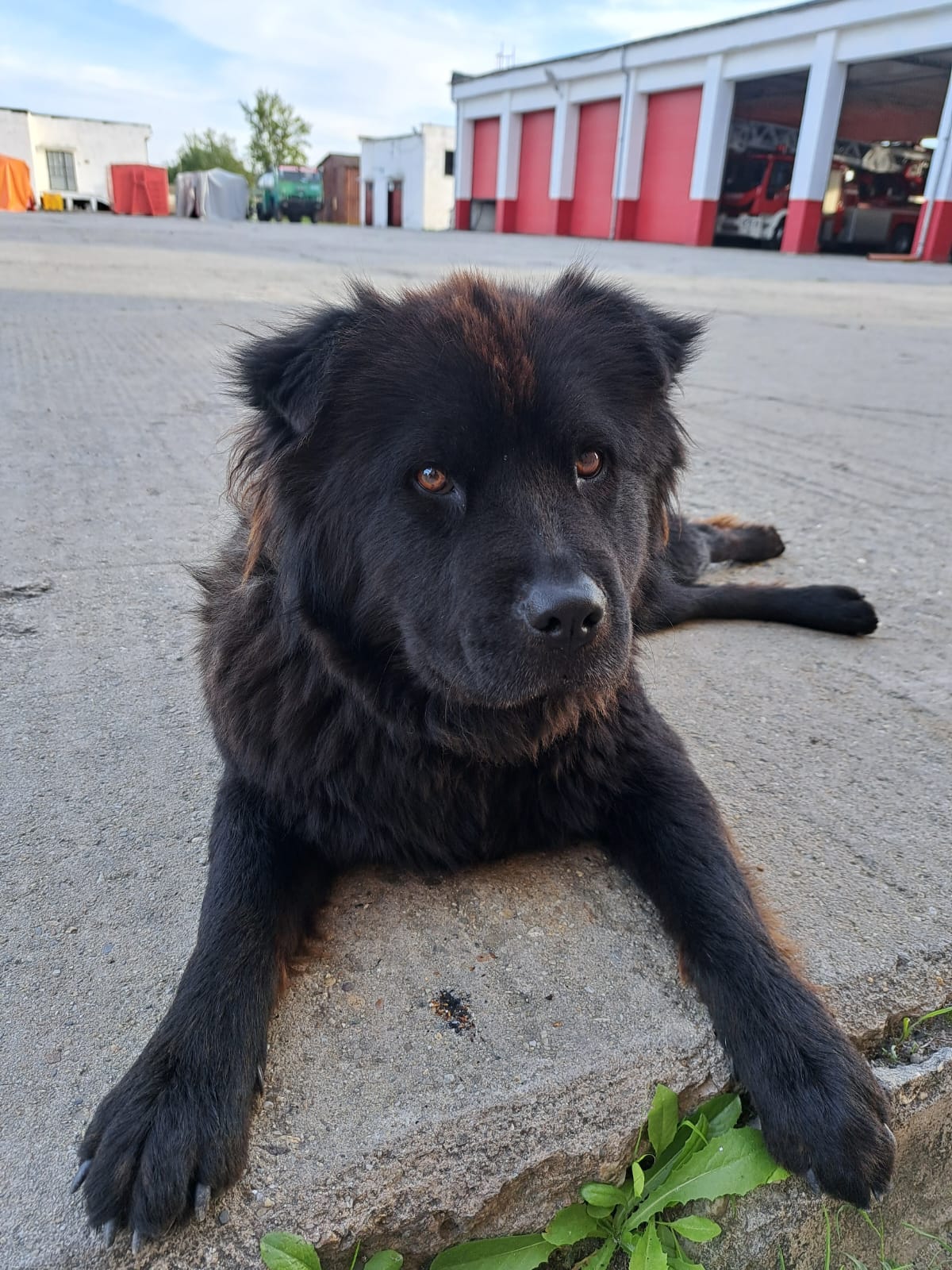 animale salvate pompieri (4)