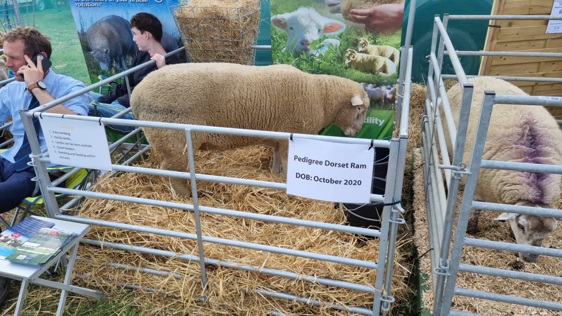 targul de agricultura dublin (15)