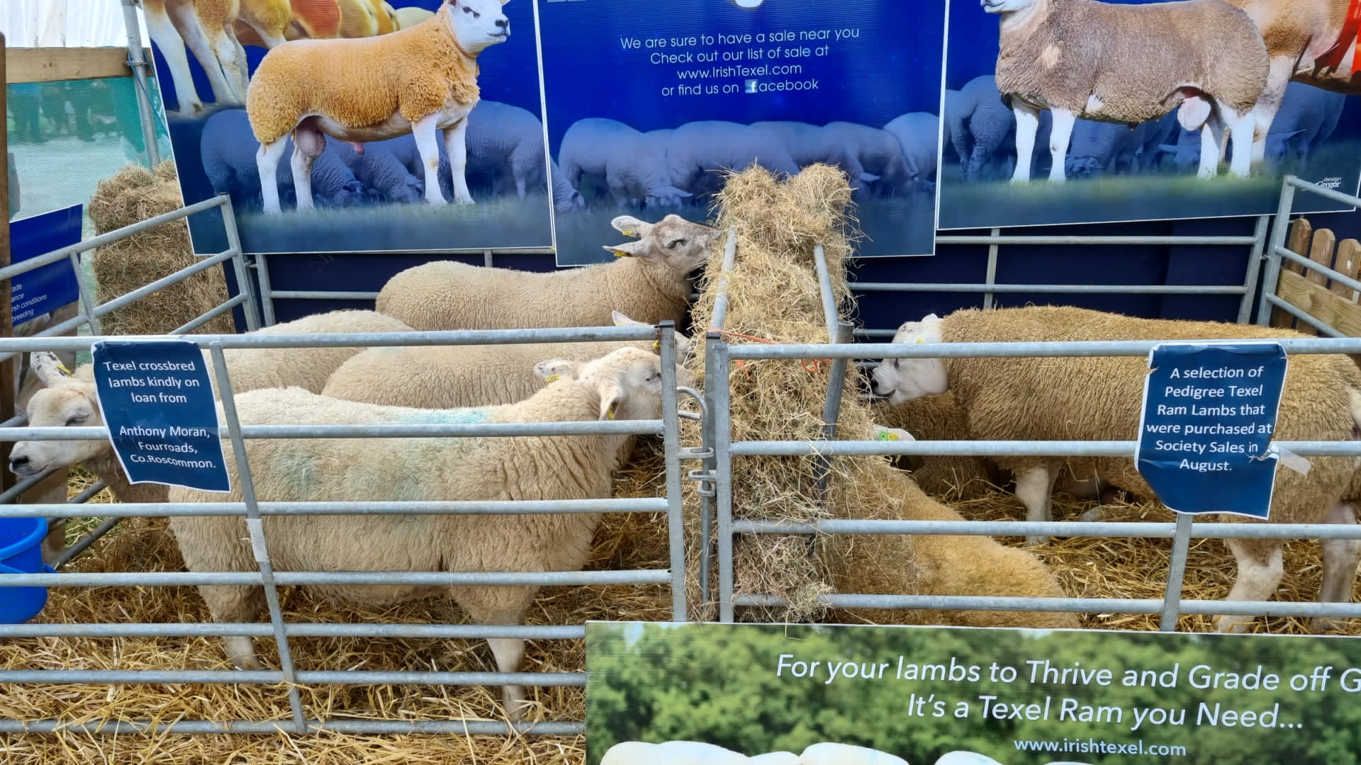 targul de agricultura dublin (17)