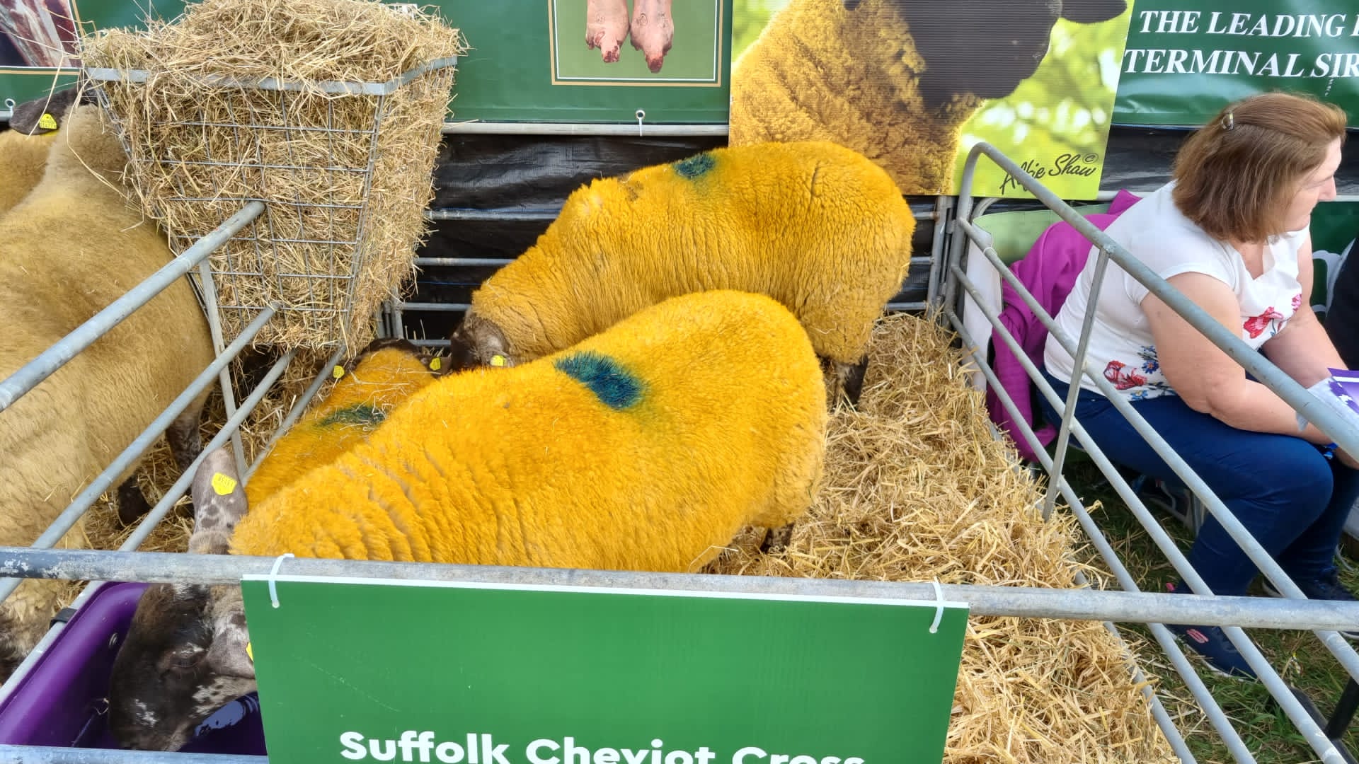 targul de agricultura dublin (21)