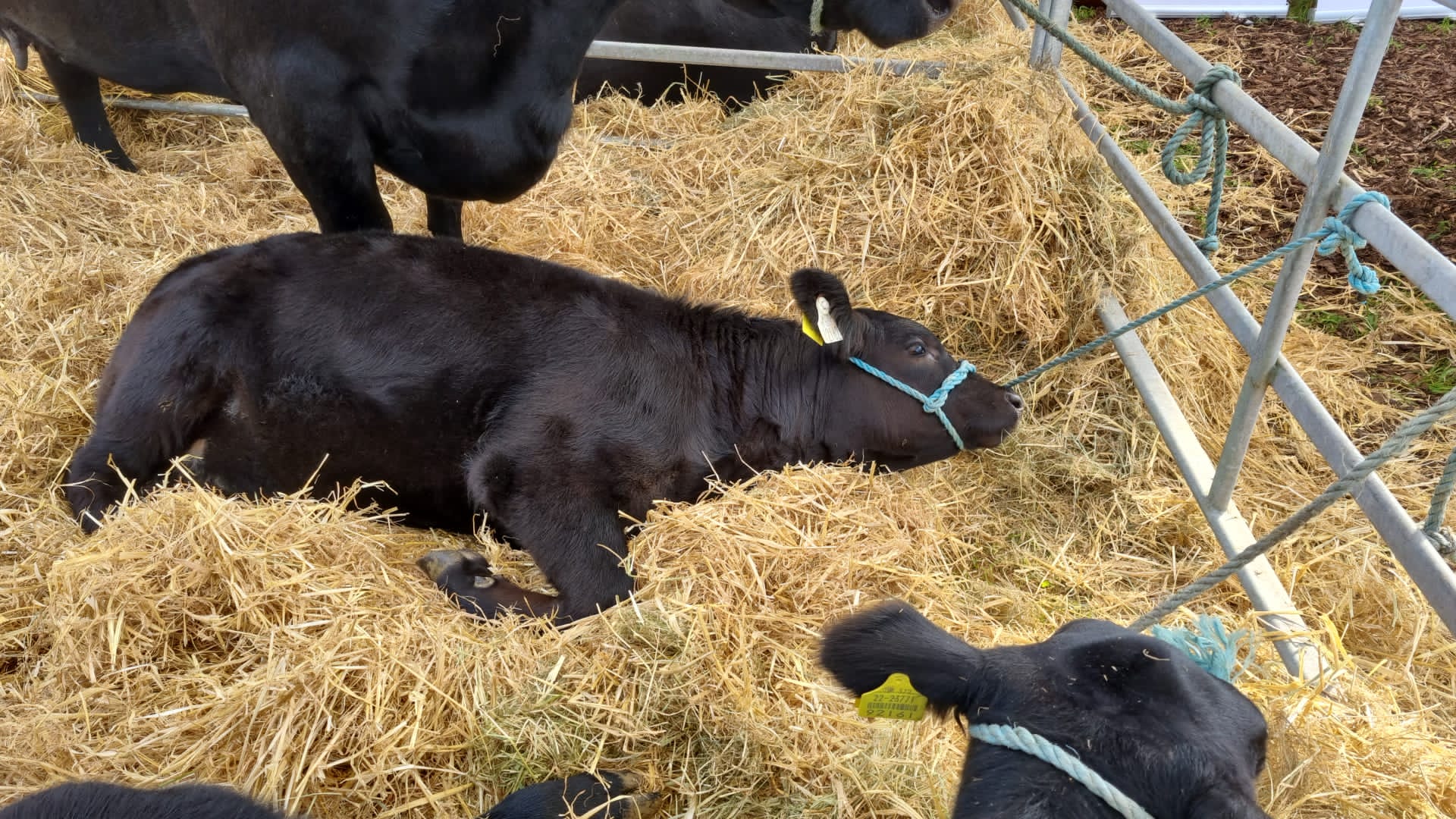 targul de agricultura dublin (27)