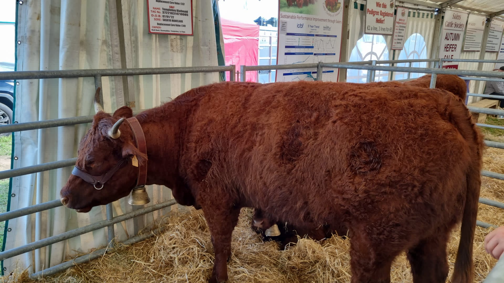 targul de agricultura dublin (29)