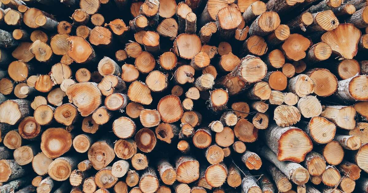 Primăria Timișoara scoate la vânzare 2.000 de metri cubi de lemn din Pădurea Verde Primăria Timișoara scoate la vânzare 2.000 de metri cubi de lemn din Pădurea Verde