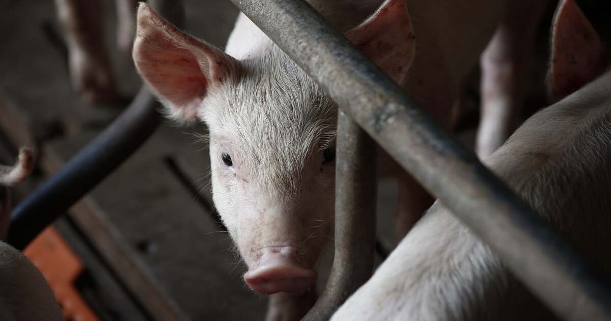 Paraziți din carne de porc și mistreț - lecția de prevenire de la Babeș