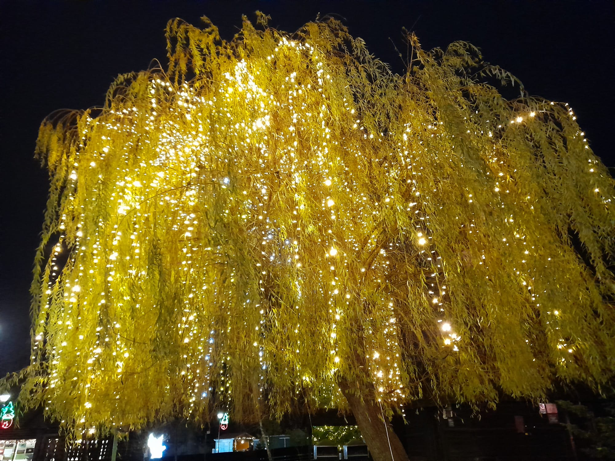 parcul craciunului (9)