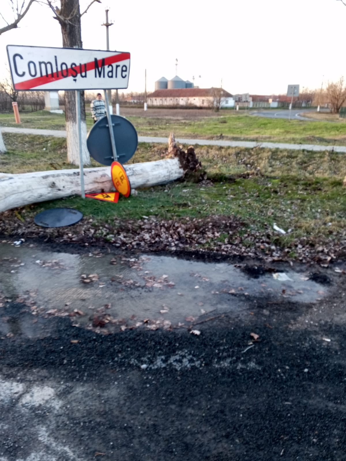 copac cazut peste masina comlosu mare (3)