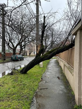 copac desprins cazut timisoara (4)